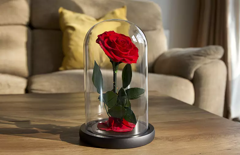 ["Eternal Rose in Glass Dome", "Eternal Rose in Glass Dome", "Eternal Rose in Glass Dome", "Eternal Rose in Glass Dome", "Eternal Rose in Glass Dome", "Eternal Rose in Glass Dome", "", "", "", ""]